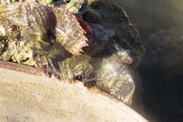 Image of Byno scorpionfish