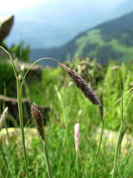 Image of Alopecurus ponticus K. Koch