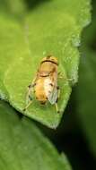 Image of Eristalinus (Eristalinus) flavus (Sack 1926)