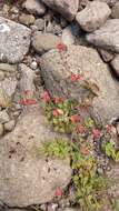 Image of Jamesbrittenia breviflora (Schltr.) O. M. Hilliard