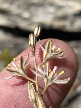 Image de Drimia calcarata (Baker) Stedje