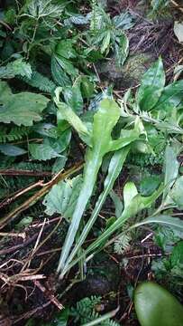 Image of Leptochilus insignis (Bl.) Fraser-Jenk.