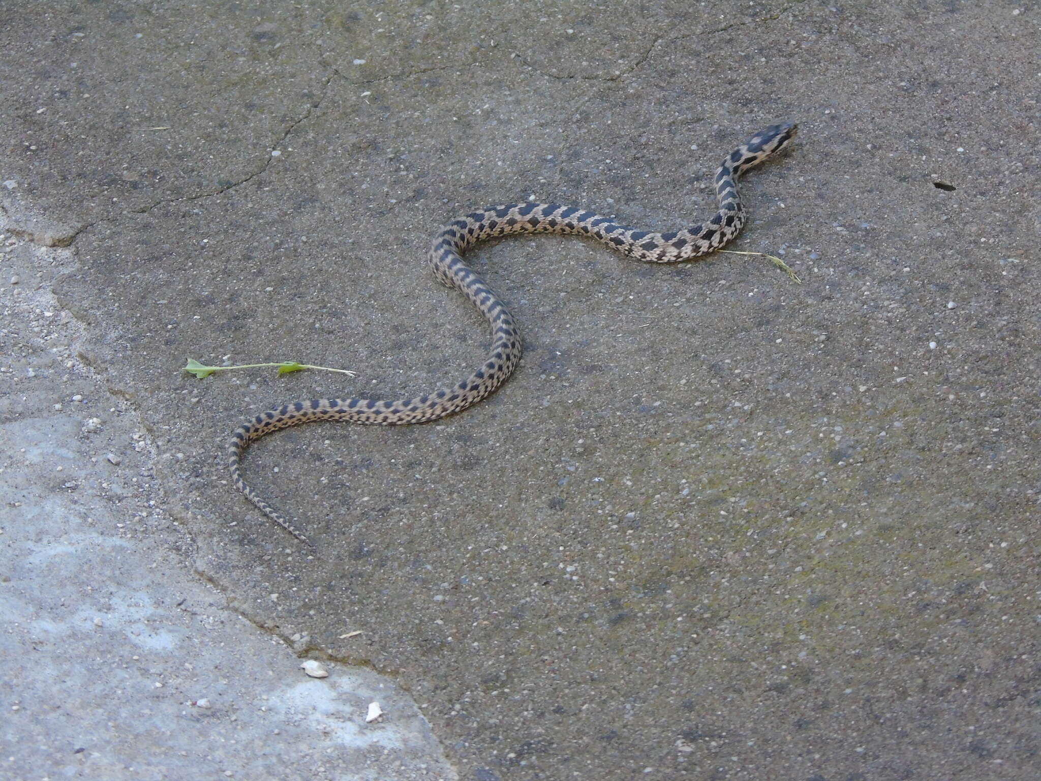 Elaphe quatuorlineata (Bonnaterre 1790)的圖片