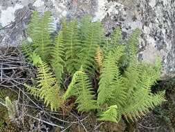 Image of Woodsia montevidensis (Spreng.) Hieron.