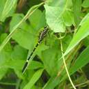 Imagem de Labrogomphus torvus Needham 1931