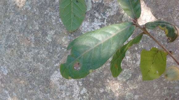 Imagem de Quercus elliptica Née