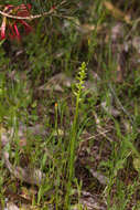 Image of Mignonette orchid