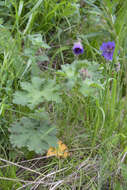 Image of Glandular Crane's-bill