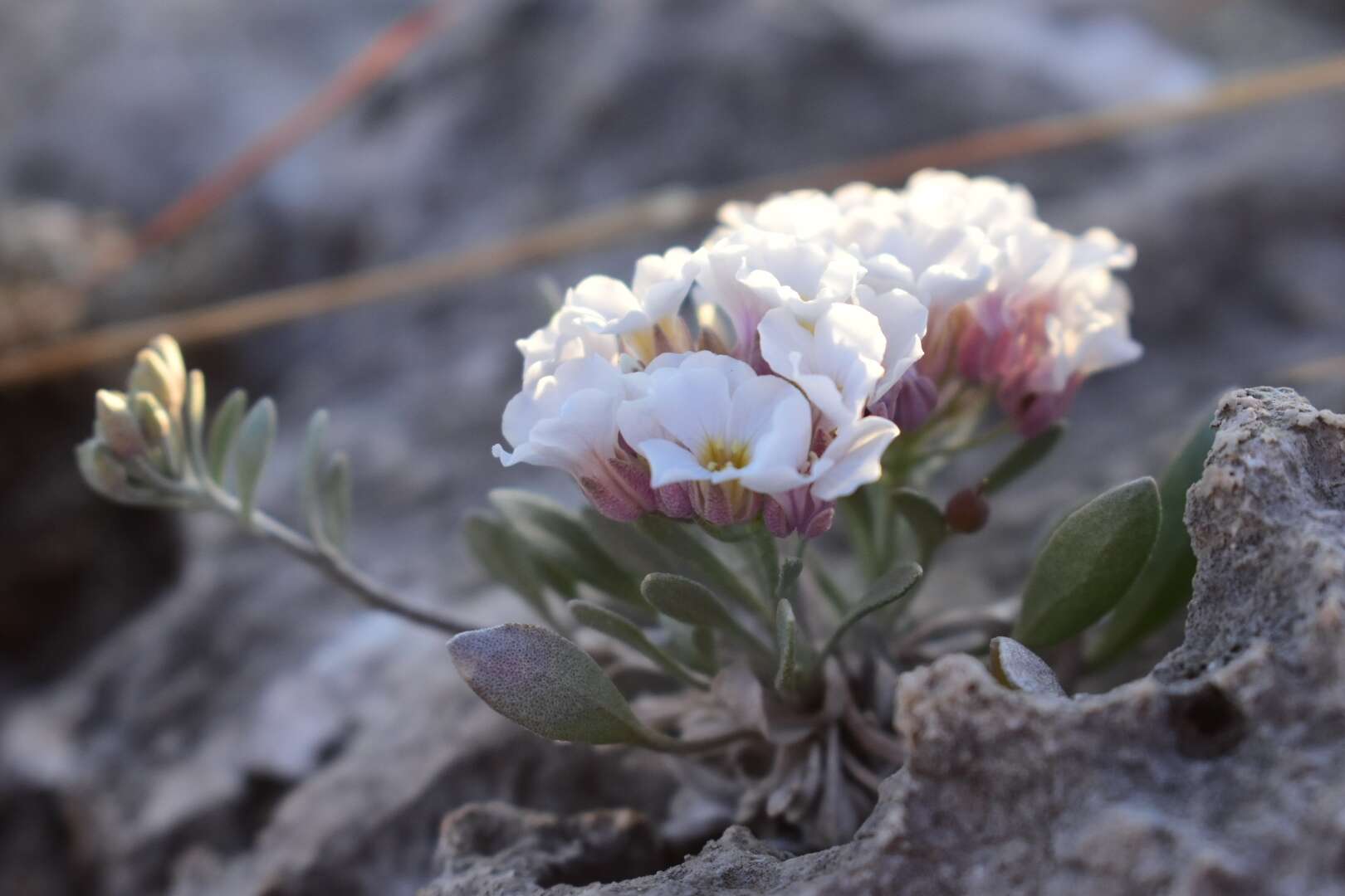 Plancia ëd Physaria mcvaughiana (Rollins) O'Kane & Al-Shehbaz