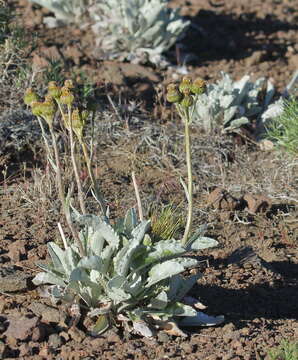 Image de Senecio gilliesianus Hieron.