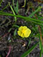 Image of Xyris juncea R. Br.