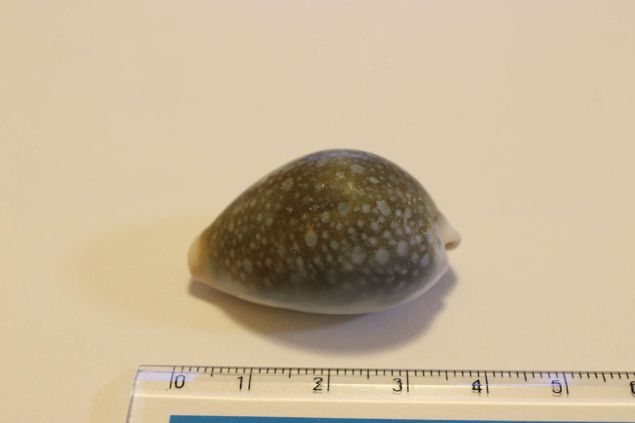 Image of Fuzzy cowrie shell