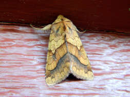 Image of Purple-Lined Sallow