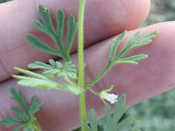 Image of Narrow-Leaf Paleseed