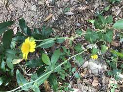 Chrysanthemum indicum L. resmi