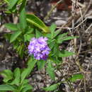 Imagem de Glandularia maritima (Small) Small
