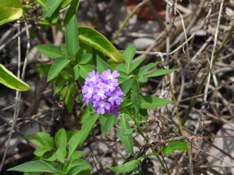 Image of coastal mock vervain