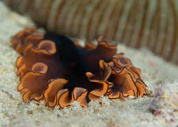 Image of red-rim flatworm