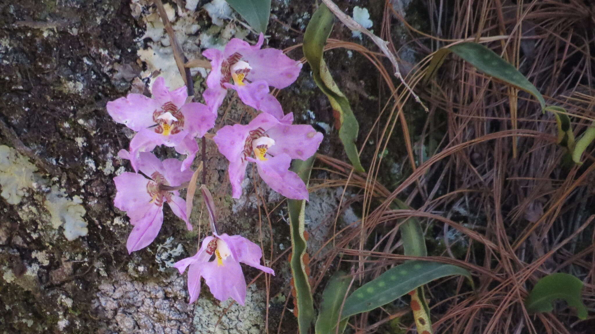 Image of orchid