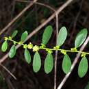 Image of Bridelia cathartica subsp. cathartica
