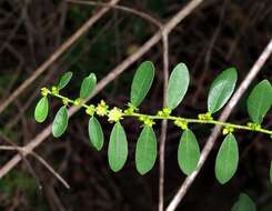 Image of Bridelia cathartica subsp. cathartica