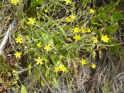 Image de Villarsia capensis (Houtt.) Merr.