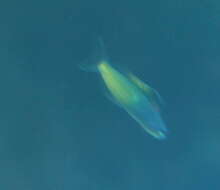 Image of Townsend&#39;s fangblenny