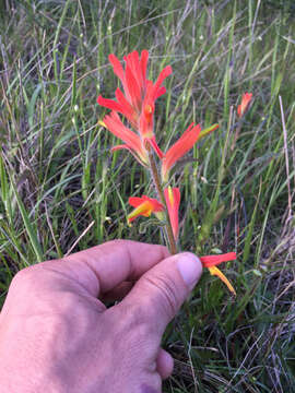 Image of longleaf Indian paintbrush