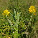 Слика од Trifolium patens Schreb.