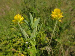 Слика од Trifolium patens Schreb.