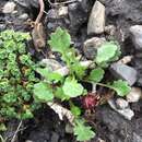 Image of dwarf arctic ragwort