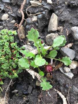 Image of dwarf arctic ragwort