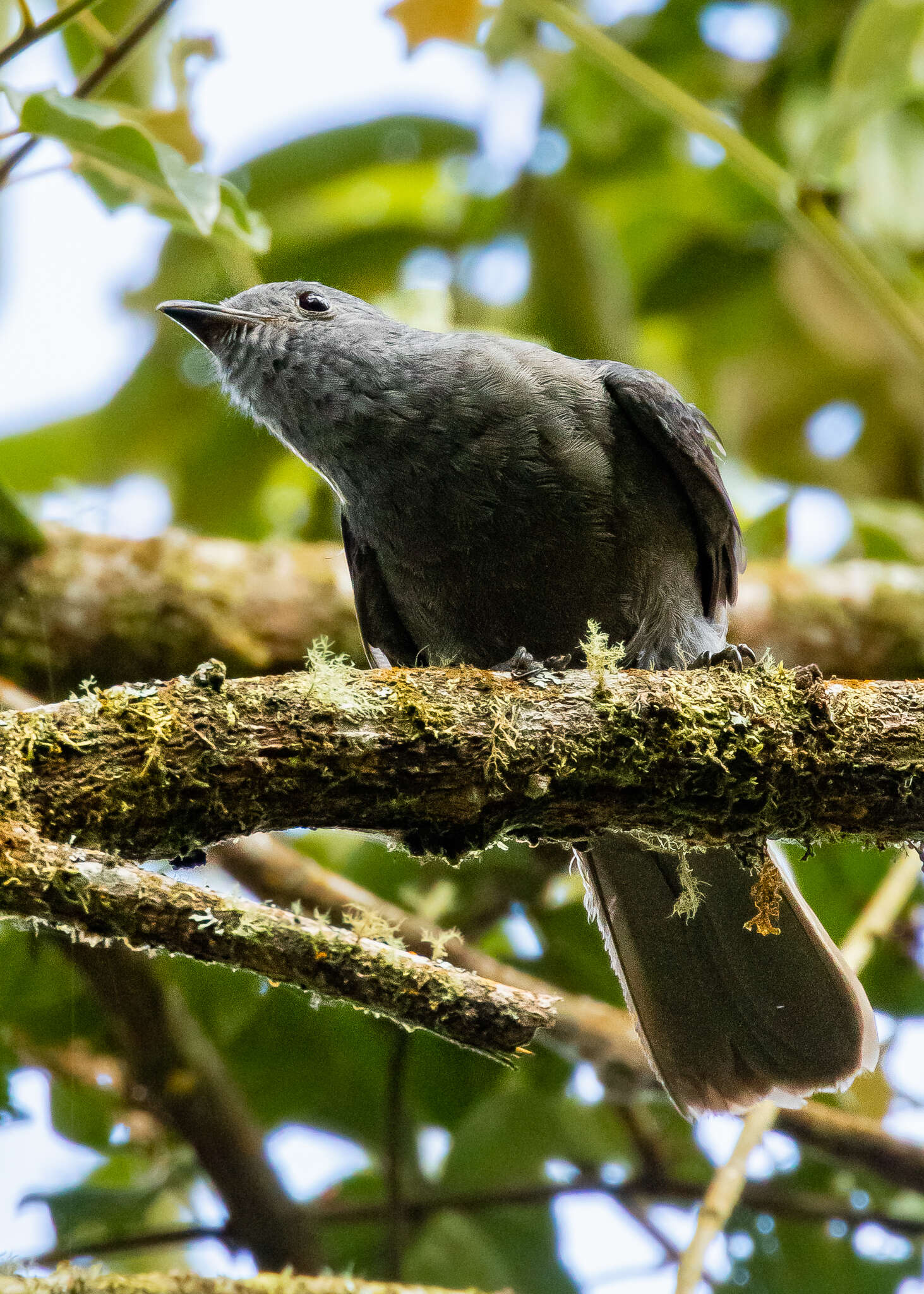 Image of Dusky Piha