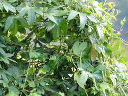Imagem de Passiflora tripartita (A. Juss.) Poiret