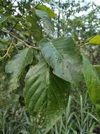 Imagem de Alnus formosana (Burkill) Makino