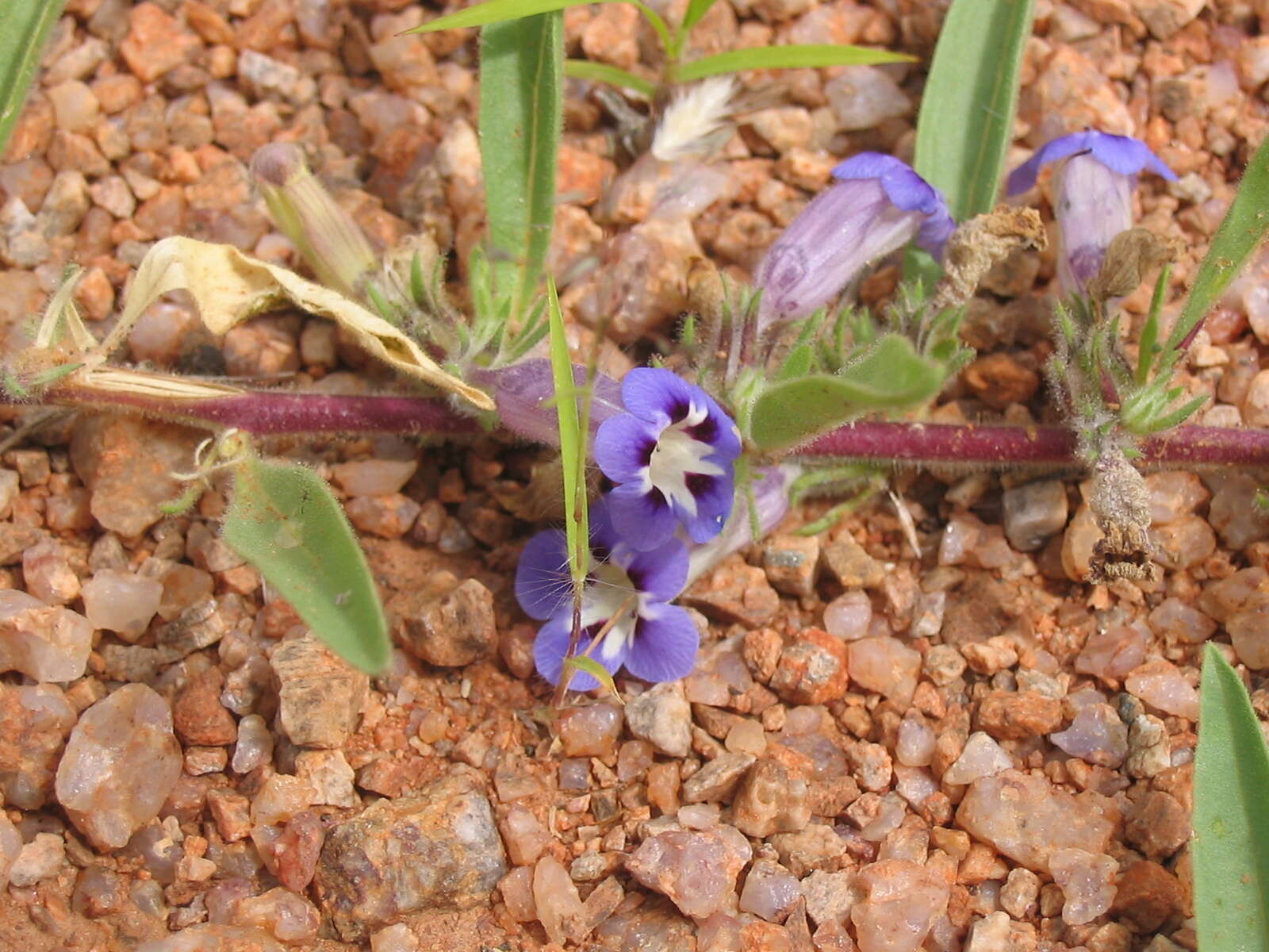 Image of Aptosimum decumbens Schinz