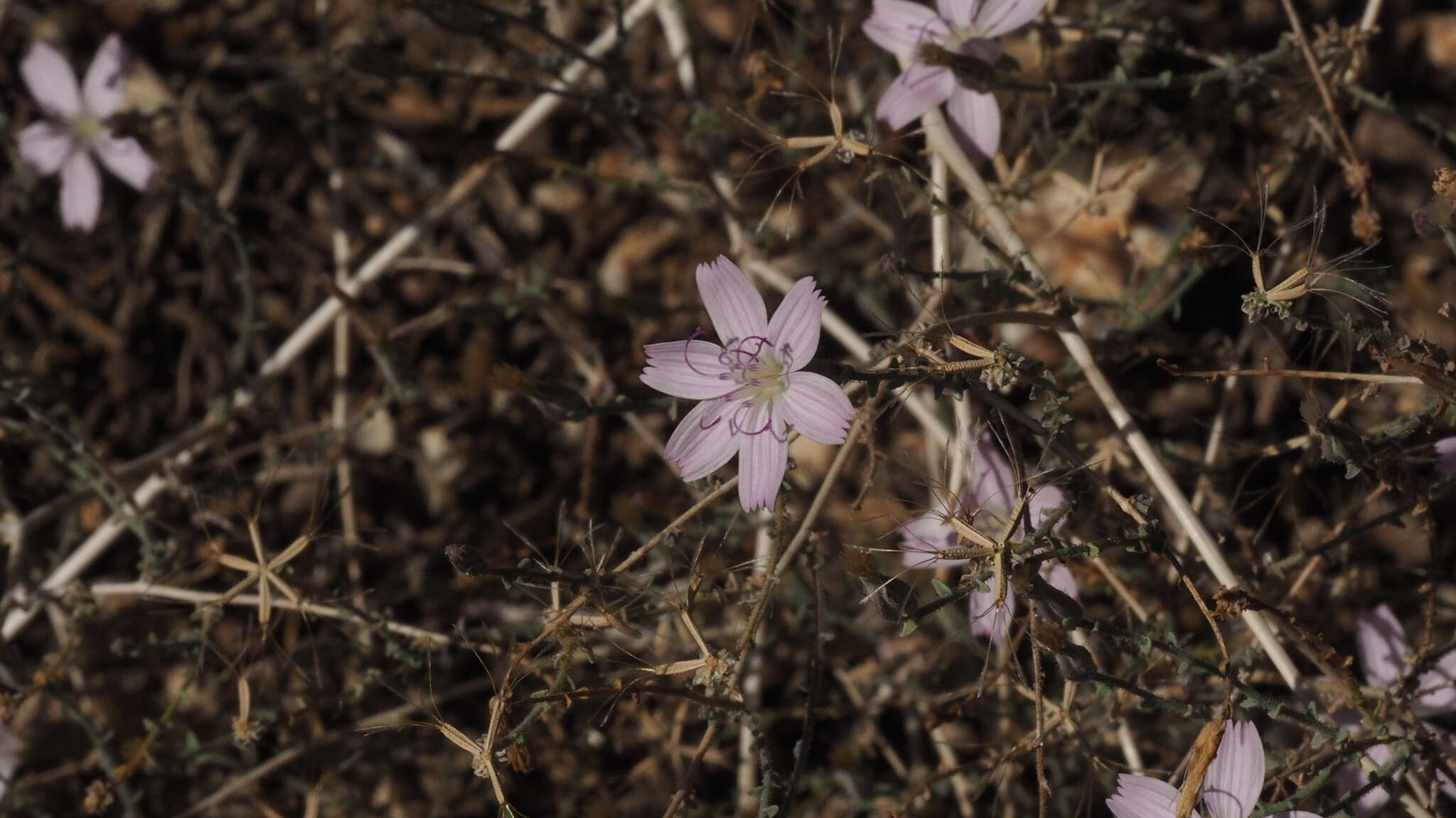 Image of small wirelettuce