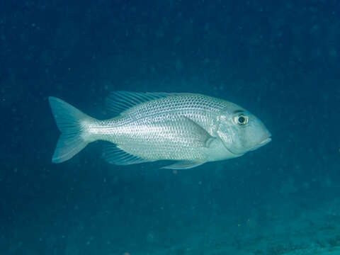 Image of Blue-spotted large-eye bream