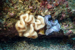 Image of Sycozoa cerebriformis (Quoy & Gaimard 1834)