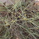 Image of Euphorbia racemosa E. Mey. ex Boiss.
