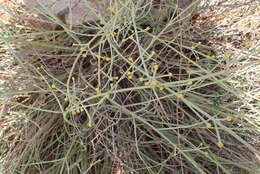 Image of Euphorbia racemosa E. Mey. ex Boiss.