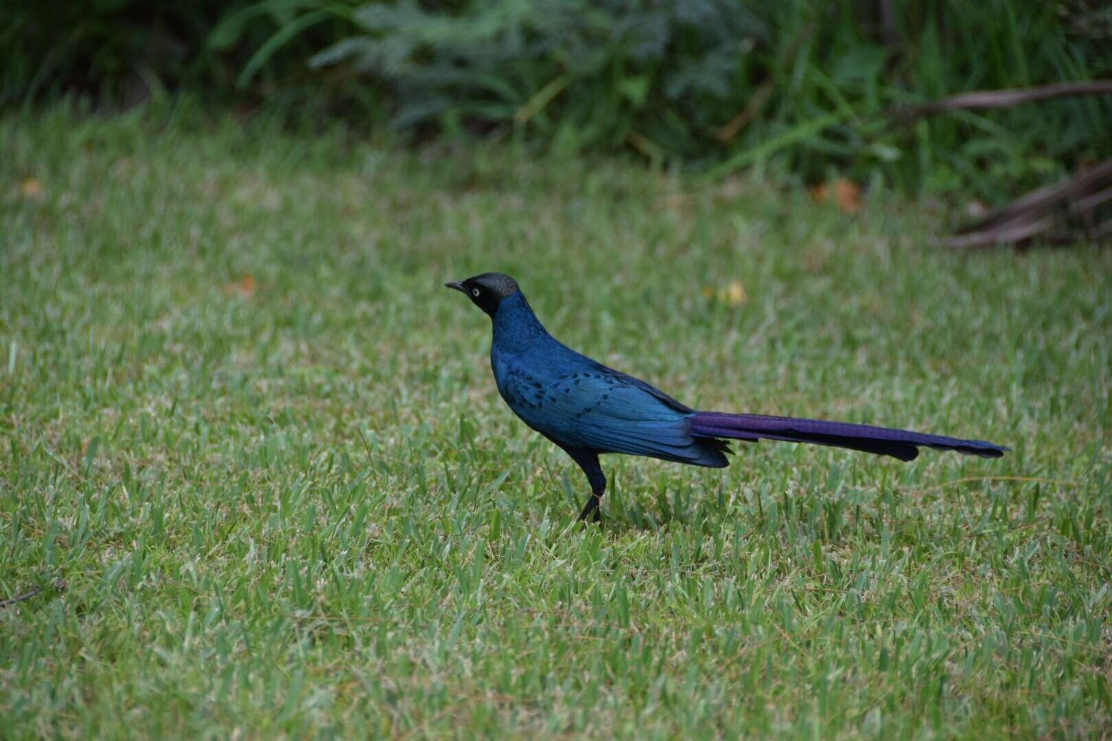 Image of Long-tailed Glossy Starling