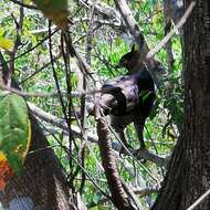 Spizaetus ornatus (Daudin 1800) resmi