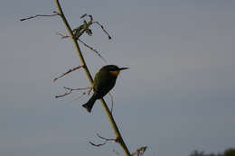 Image of Little Bee-eater