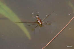 Image of Tenagogerris euphrosyne (Kirkaldy 1902)