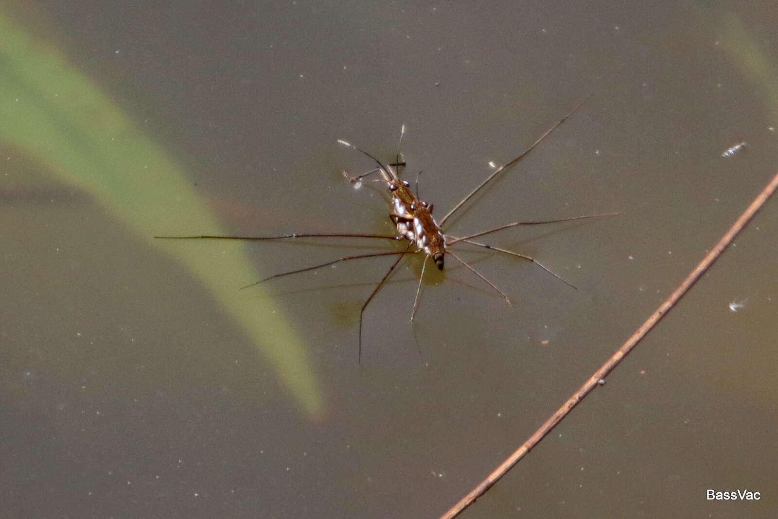 Image of Tenagogerris euphrosyne (Kirkaldy 1902)