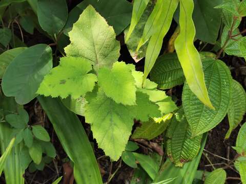 Image of Rubus alceifolius Poir.