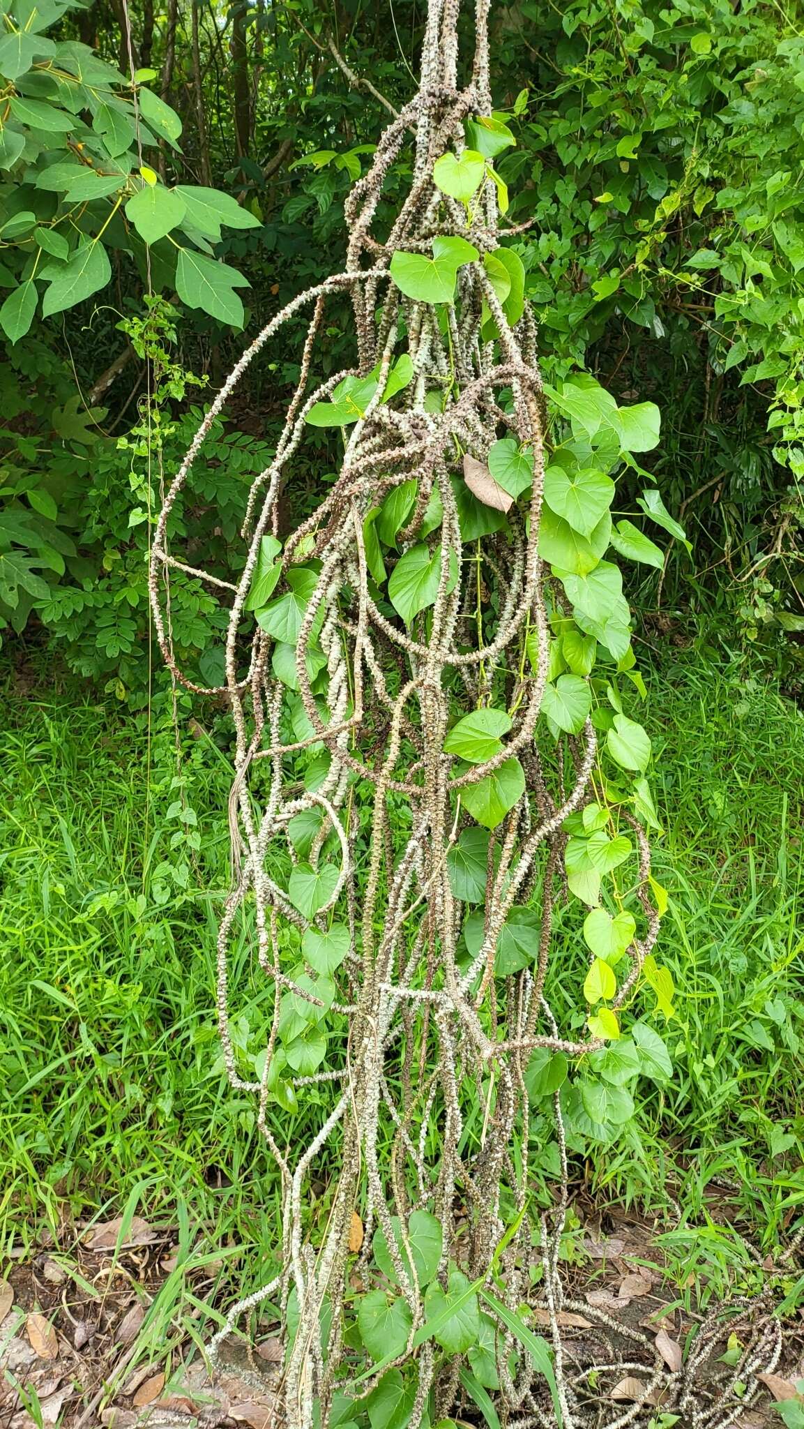 Image of Tinospora crispa (L.) Miers ex Hook. fil. & Thoms.