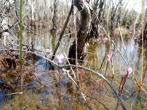 Image of lavender bladderwort