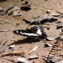 Image of Pseudacraea lucretia apaturoides